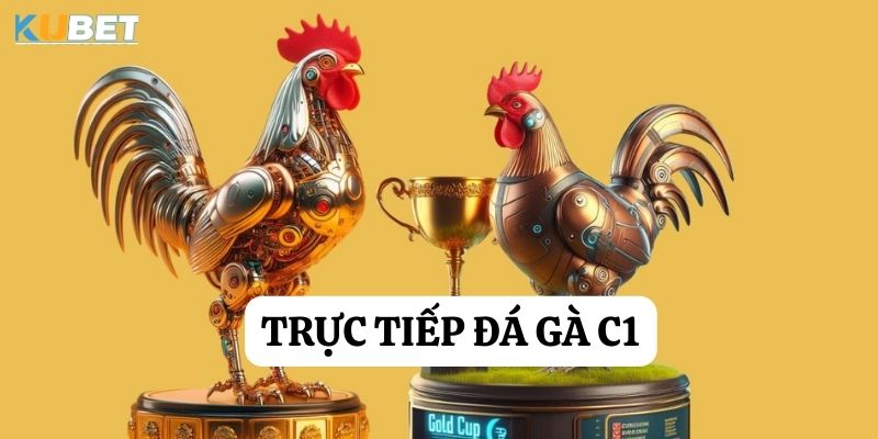 Trực tiếp đá gà C1 tại Kubet: Trải nghiệm hấp dẫn của bóng đá gà đỉnh cao