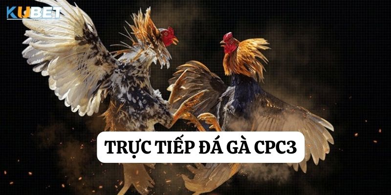 Trực tiếp đá gà CPC3 tại Kubet: Sự hấp dẫn của cuộc chiến đỉnh cao