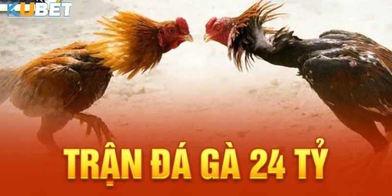 Đỉnh cao của hành động: Trận đá gà 24 tỷ tại kubet