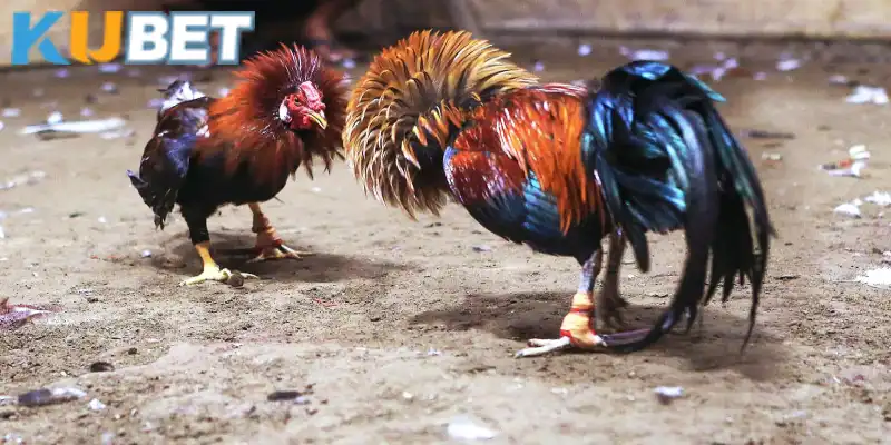 Đá gà cựa tròn thu hút đông đảo dân chơi Kubet