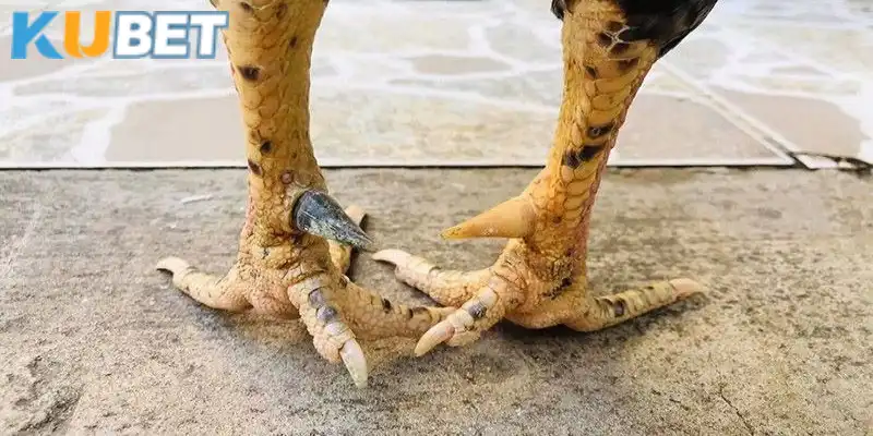 Băng cựa gà đá đúng cách cần có các kỹ thuật