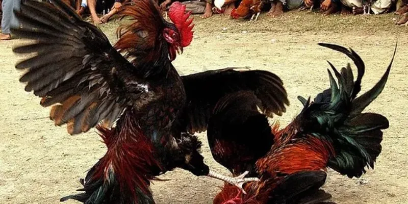 Đá gà cựa dao là gì?
